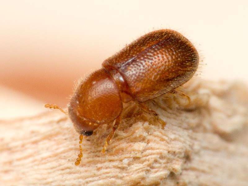 Rhopalodontus strandi Lohse, 1969